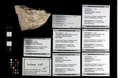 Foto (Objekt + Etikett) von Cracensigillatus gracilirostrus (Robins et al., 2013)  (NHMW-GEO-2014-0194-0971a)